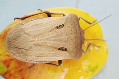 Chalcopis glandulosa