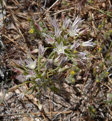 Allium lacunosum davisiae