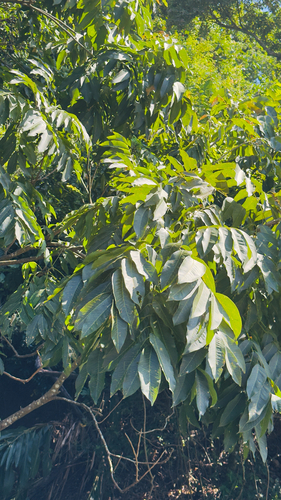 Sapindus mukorossi observed 2026-10-21