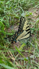 Papilio appalachiensis