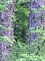 Dumetella carolinensis