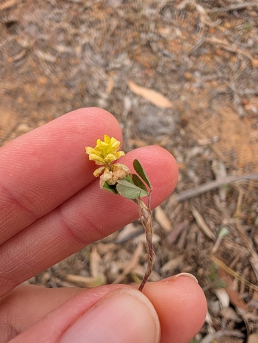 Trifolium campestre observed 2026-10-23