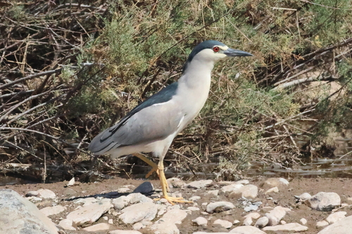 iNaturalist image