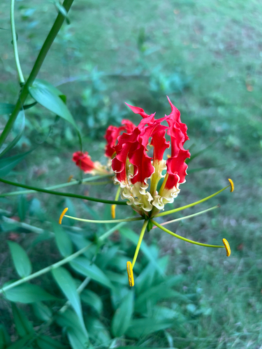Gloriosa superba observed 2026-10-23