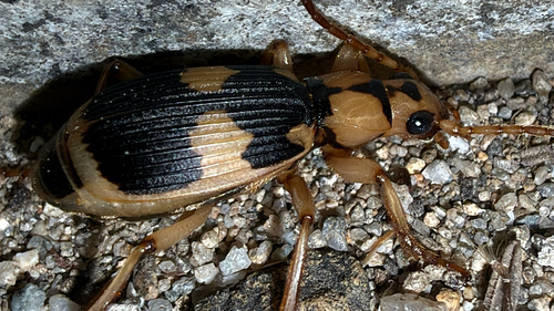 Pheropsophus observed 2026-10-23