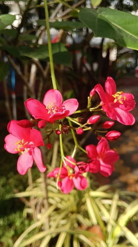 Jatropha integerrima observed 2026-10-23