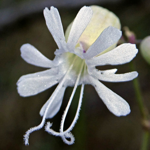 bladder campion photograph by the iNaturalist community