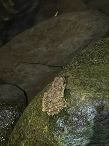Phrynoidis asper observed 2026-10-21