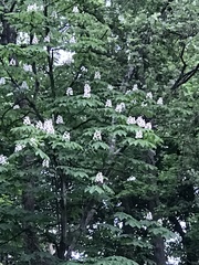 Aesculus hippocastanum