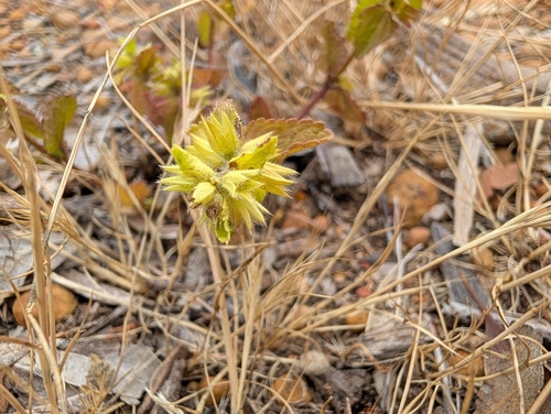 Stachys arvensis observed 2026-10-23