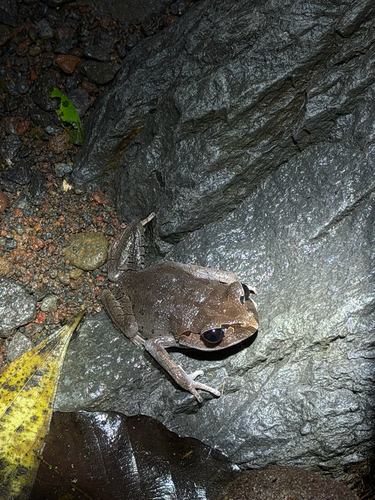 Leptobrachium hasseltii observed 2026-10-21