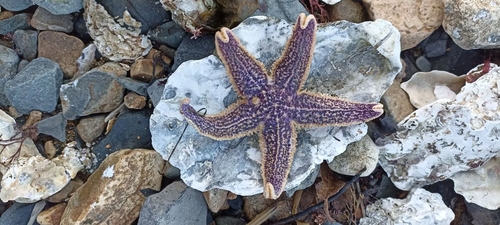 Asterias amurensis observed 2026-10-23