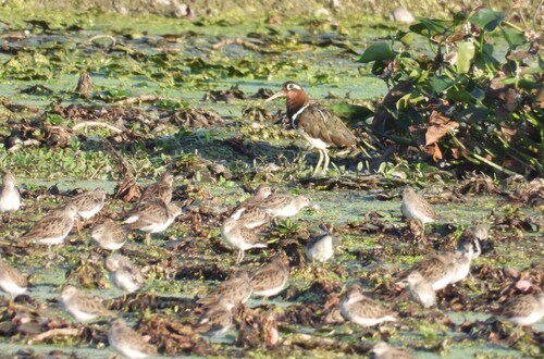Rostratula benghalensis observed 2026-10-19