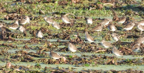 iNaturalist image