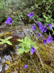 Pinguicula