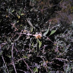 Buddleja mendozensis