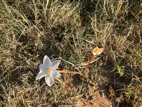 Zephyranthes chlorosolen, 2026-10-22