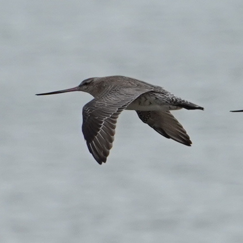 iNaturalist image