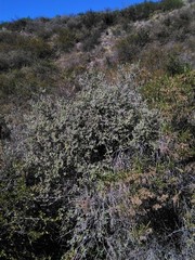 Buddleja mendozensis