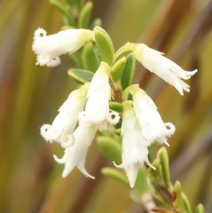 Styphelia conostephioides