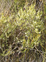 Styphelia conostephioides