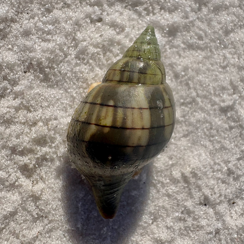 Fasciolaria observed 2026-10-22