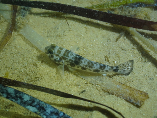 Acentrogobius observed 2026-10-21