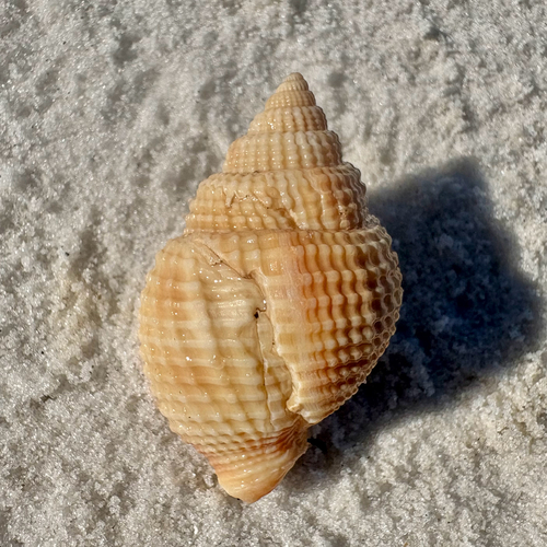 Cancellaria reticulata observed 2026-10-22