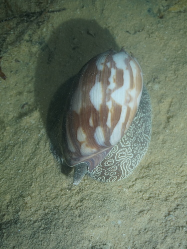 Melo amphora, 2026-10-21