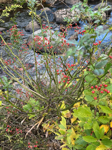 multiflora rose photograph by the iNaturalist community