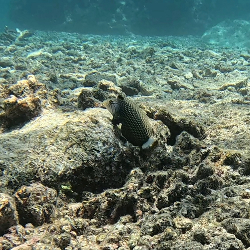Novaculichthys taeniourus observed 2026-10-22