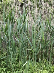 Phragmites australis