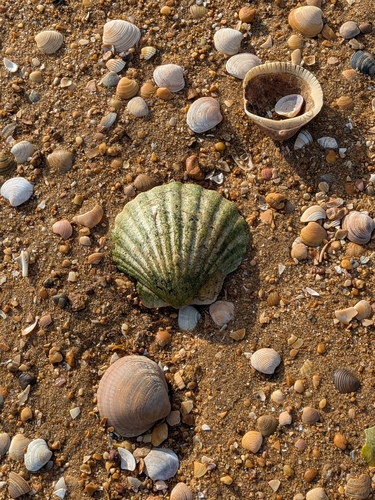 Pecten maximus observed 2026-10-23