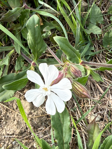 white campion