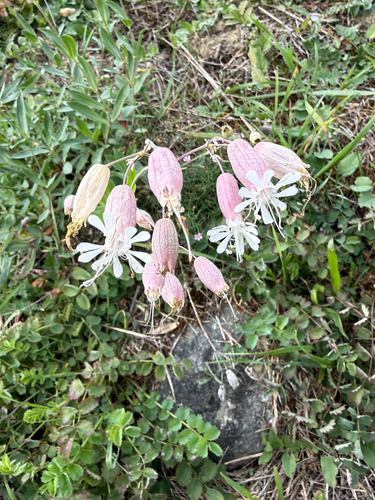 bladder campion
