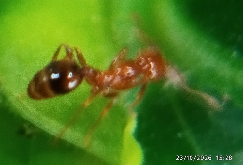 Solenopsis geminata observed 2026-10-23
