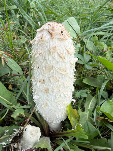 Shaggy Mane