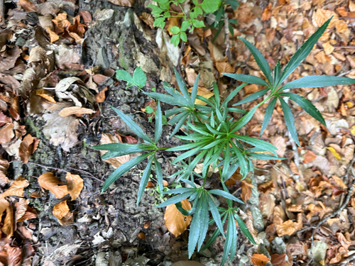 Stinking hellebore