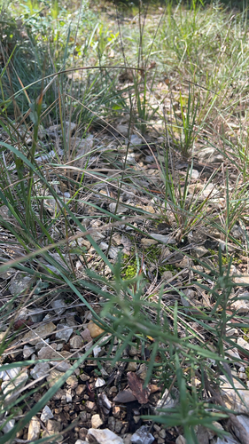 Brachypodium retusum observed 2026-10-23