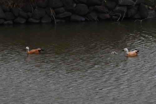 iNaturalist image
