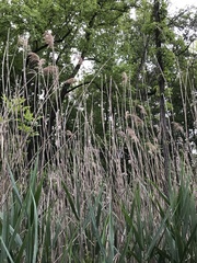 Phragmites australis