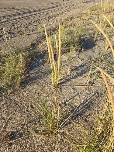 Calamagrostis breviligulata, 2026-10-23