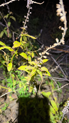 Teucrium canadense, 2026-10-22