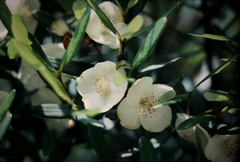 Eucryphia lucida