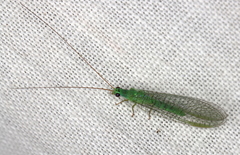 Mallada tripunctatus