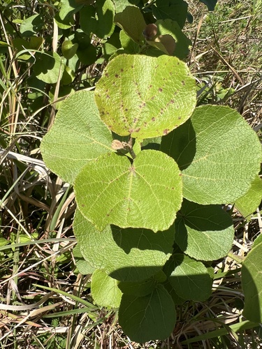 Dombeya observed 2026-10-22