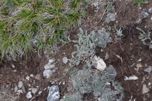 Smelowskia calycina, 2026-07-28