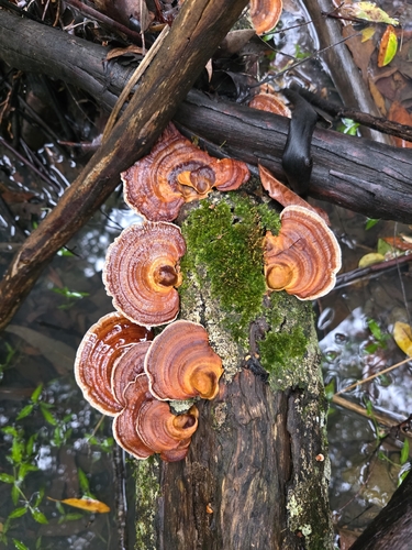 Microporus affinis observed 2026-10-22