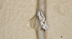 Egira crucialis