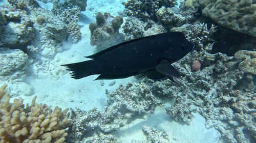 Coris aygula observed 2026-10-22